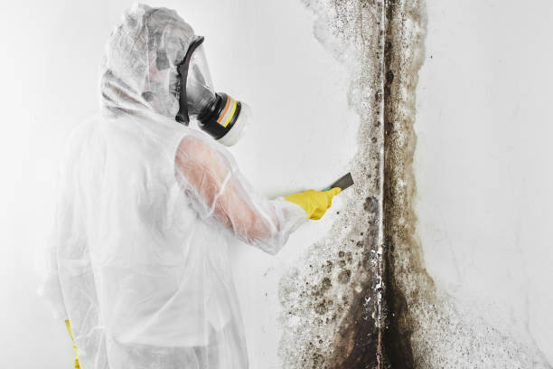 Best HVAC Mold Remediation in Bottineau, ND