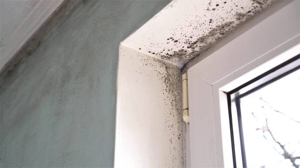 Best Insurance-Related Mold Remediation in Bottineau, ND